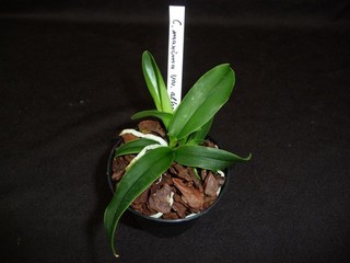 Cattleya maxima var. alba `White Dove` x self neu