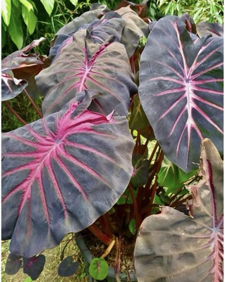 #ad AUTHENTIC Colocasia Red Devil 1 bulb $350.00