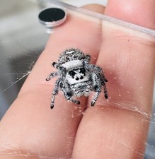 LIVE High White Regal Slings Jumping Spider Slings i5-i6