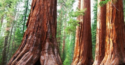 4 oz Candle Scent Oil-REDWOOD