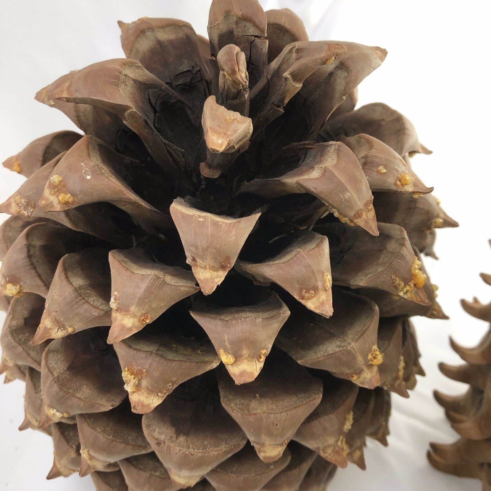 Five Giant Pine Cones and a Bushel Basket eBay