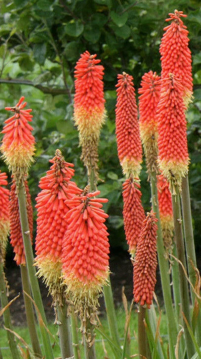 RED HOT POKER 100 SEEDS, ORANGE AND YELLOW FLOWERS. KNIPHOPHIA, TORCH LILY - Image 2 of 4