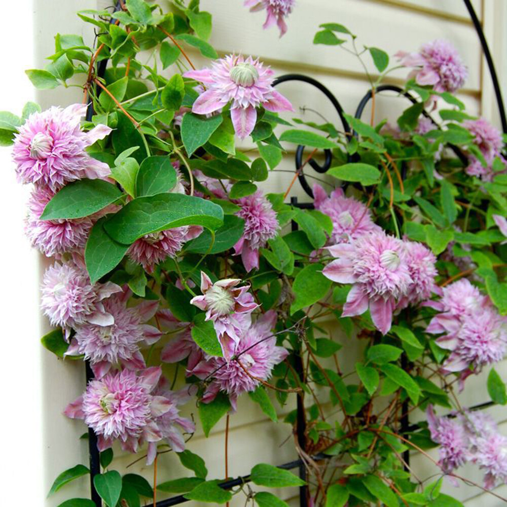 clematis出品 25 Purple Red Clematis Seeds Large Bloom Climbing Perennial