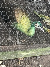 3 Java Green Purple Spaulding hatching eggs.