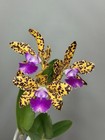 NEW! Unreleased 2027 Cattleya (Slc. Katherine Clarkson x Lc. Black Jack) 11671 — photo 7