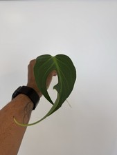 Monstera Burle Marx Flame Mid Cut