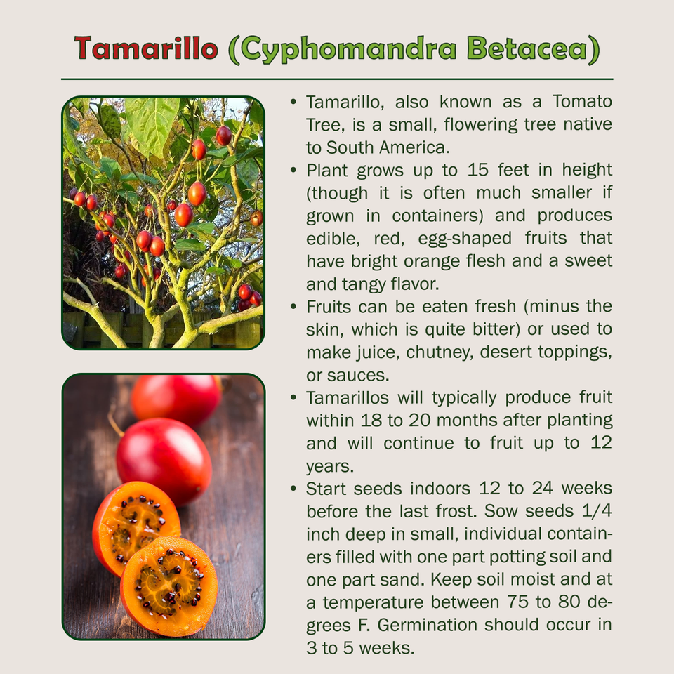 TOMATENBOOM 296050 TAMARILLO 'Yellow