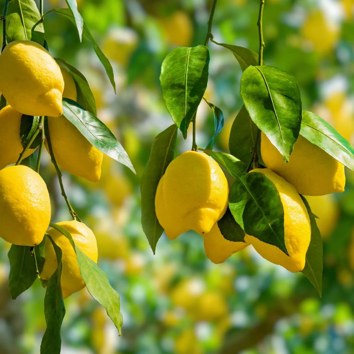 【NON】mother lemon tree all in one Citrus Lemon on rack | 160cm | Green Bubble