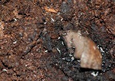 Live springtail culture. Micro feeders and cleaning crew Free shipping 