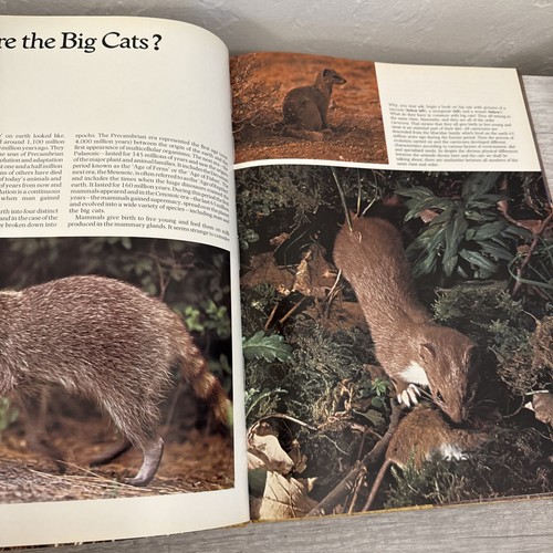 The love of Big Cats - Picture 7 of 14