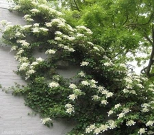 Climbing Hydrangea Anomala ( petiolaris )  - Live Plant - ( 1 QT )