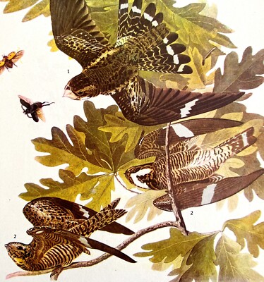 Nighthawk Bird Print 1946 Color Art John James Audubon Nature Antique DWV2E