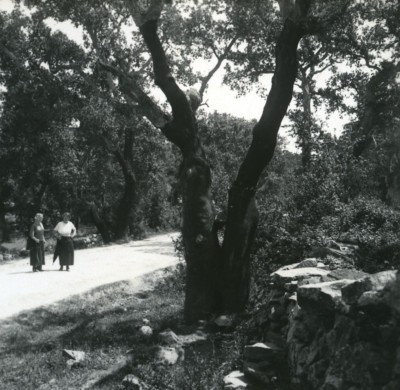 Frankreich Korsika Porto Vecchio Holz Kork Eiche altes Stereo Foto 1920