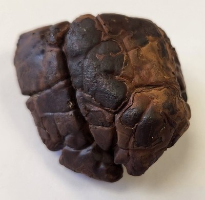 71g Gator Skin Siderite Concretion Septarian Mineral Display Specimen