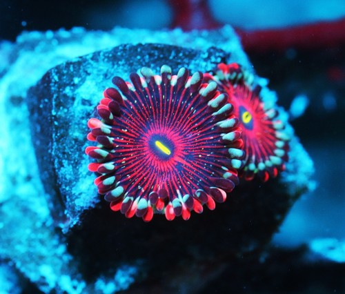 Salted Agave Paly Frag Zoanthids Zoa Paly SPS LPS Corals, WYSIWYG