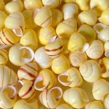 Natural Yellow Sea Grape Land Snail Shells 1-2 cm for Decor Craft Display