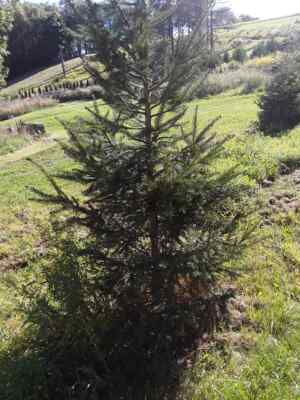 Trees Big Norway Spruce 5 10 Fresh Dug Fast Growing Transplants Local Pickup Ebay Trees Big Norway Spruce 5 10 Fresh Dug Fast Growing Transplants Local Pickup Ebay