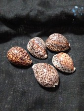 5Tigris Cowrie Shells Approx.8cm