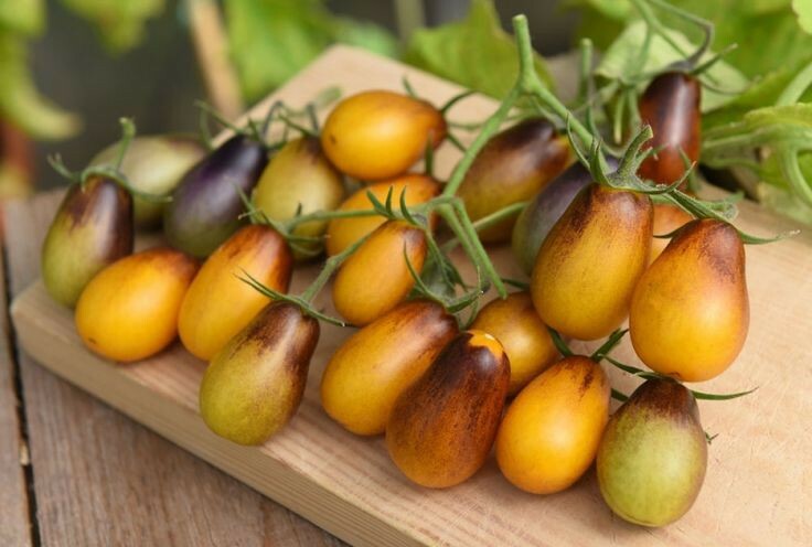 TOMATO CHERRY INDIGO PEAR DROPS 40 FINEST SEEDS