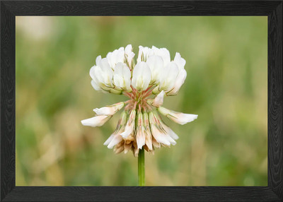 Weißklee Blume Makro Gerahmtes Wandbild Poster Leinwanddruck Bild