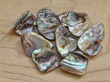 ABALONE SHELL 25-35 mm (x1)