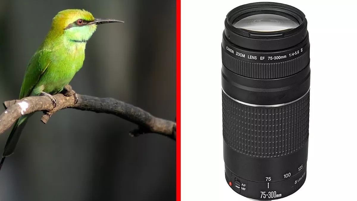 Canon Lente Teleobjetivo Ef 75-300mm 1: 4-5.6 Iii Camara - Impormel