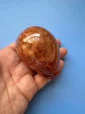 80mm | Cypraea Mappa | F+++ GEM| Red base | Nice pattern