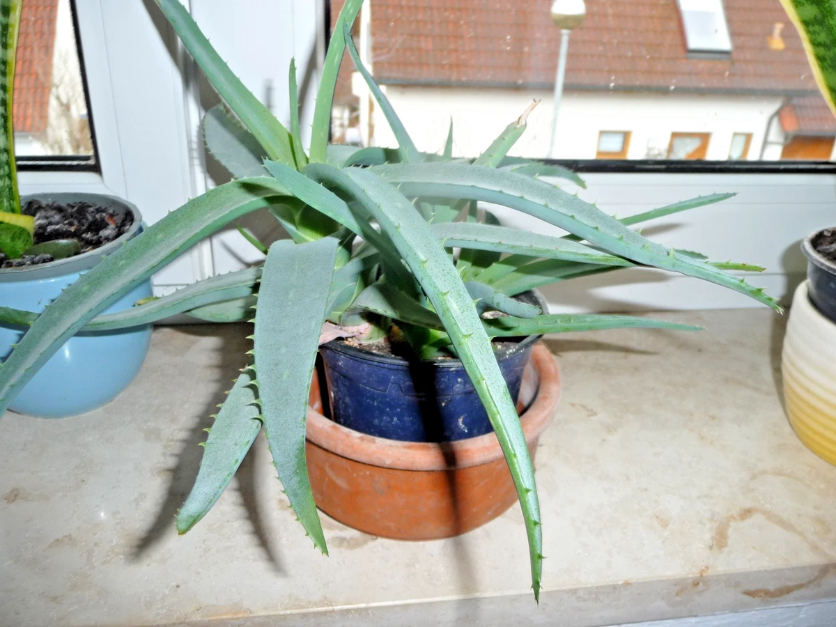 can you use aloe vera for lube Long Lasting Lube 2.0 with Aloe Vera – Stream's Toys main image 1