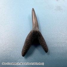 Fossil sand tiger shark tooth, beltinge (herne bay), eocene, kent, uk