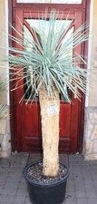 Yucca rostrata, łodyga 180cm / 100cm, ukorzeniona!