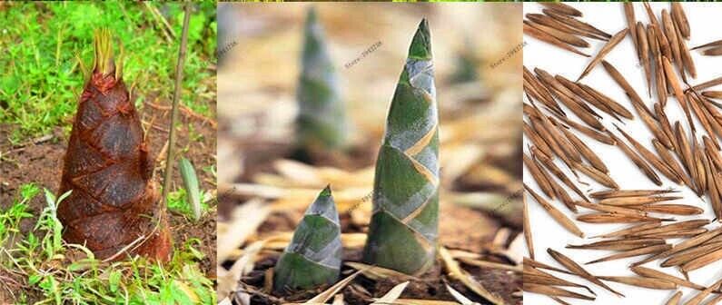 50+Giant Moso Bamboo Seeds Perennial evergreen Grows Edible Bamboo shoots USA