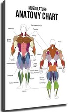 Musculature Anatomy Chart Poster Muscle System Educational Wall Art