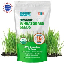 Wheatgrass Seeds 1 Pound Organic Non GMO Easy to Grow Cat Grass Planter Back