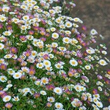 12 x MINI ERIGERON KARVINSKIANUS MEXICAN FLEABANE PLUG | 12x