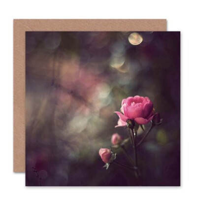Bokeh Rosa Rose Blume Fotografie Blumen Frühling Geburtstagskarte