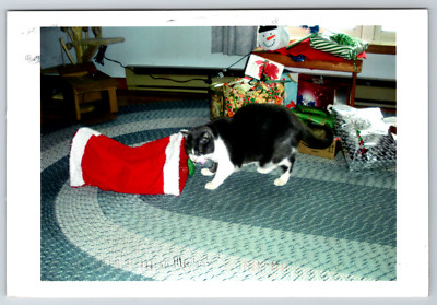 Continental Perkins Furries Merry Christmas Cat Photo Vintage Postcard