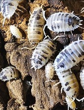Dairy Cow Isopods   Bold Black  White Pattern   Live Bioactive CleanUp Crew 20 
