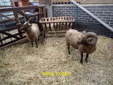 Photo 6x4 Rams at Stepney City Farm Stepney/TQ3481 Stepney City Farm is  c2021