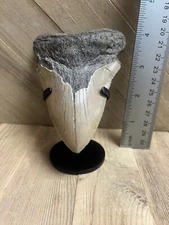 MEGALODON SHARK TOOTH Real Fossil - w/ DISPLAY STAND