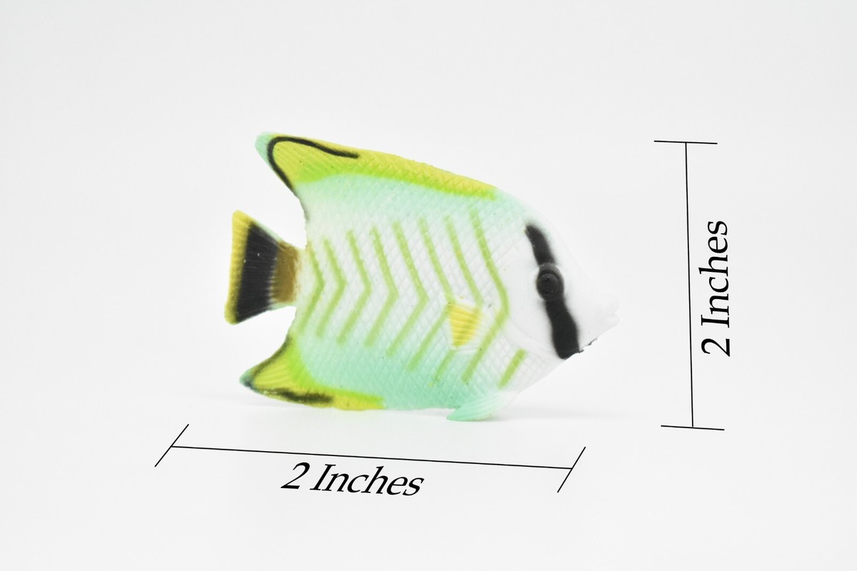 新品未開封 DVD Blankey Jet City Angel Fish 新品未開封 DVD Blankey Jet City Angel Fish