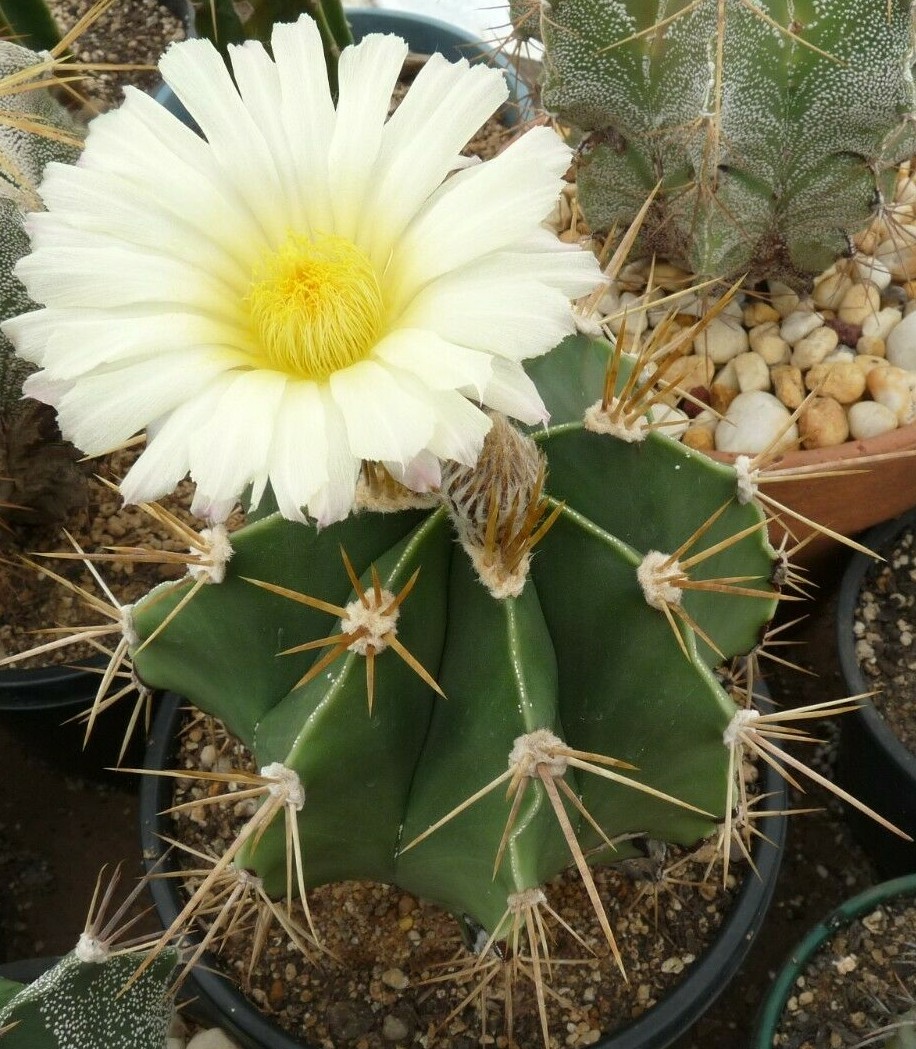 Picture 1 of 5