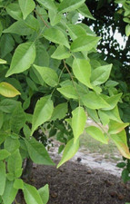 1 Beal Patra, Bilva Bel Patra Live 18 inch for Planting Pooja Hr - hr mahadev