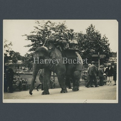 Original 20er Jahre Foto London Zoo Elefantenritt Regent's Park 16 cm x 12 cm