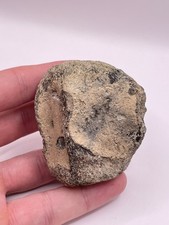 Carolina Fossil Whale Dolphin Vertebrae Marine Mammal Miocene Megalodon Era