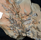 Beautiful Carboniferous plant fossil fern 3D preserved in colorful siderite !