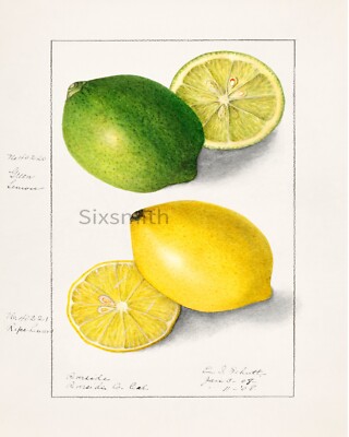 Beautiful LEMON & LIME Vintage Botanical Drawing  Giclee 8'' x 10'' Print