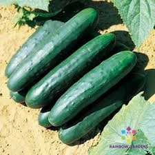 25+ Raider Cucumber Seeds for Garden Planting - USA - FREE SHIPPING!