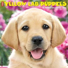 Yellow Lab Puppies 2026 12" x 12" Wall Calendar (free shipping)