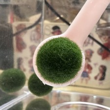 Japanese Marimo Moss Ball authentic 2.2cm Exploding Great Condition 1PC