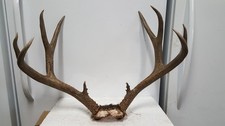 DARK BROWN 26 2/8" 5x5 Colorado MULE DEER RACK antlers whitetail mount sheds